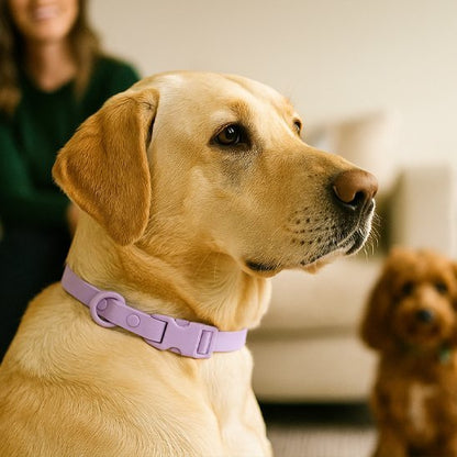 Collier chien | Aquarius - Jamais sans mon chien