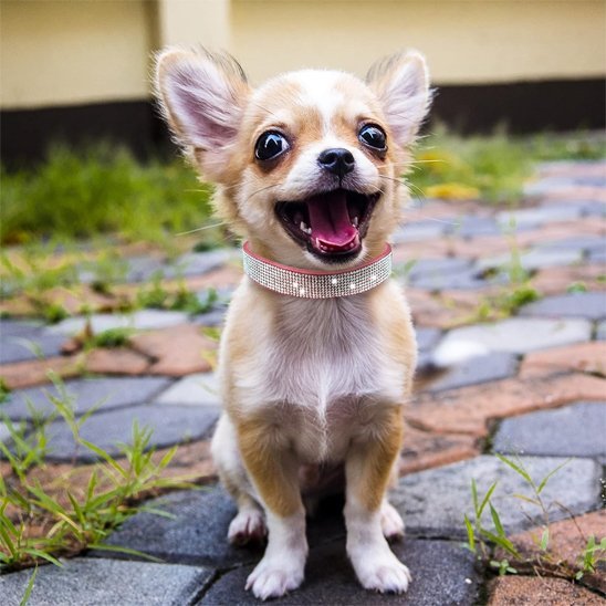 Collier chien | Le Bling Bling - Jamais sans mon chien