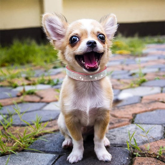 Collier chien | Le Bling Bling - Jamais sans mon chien