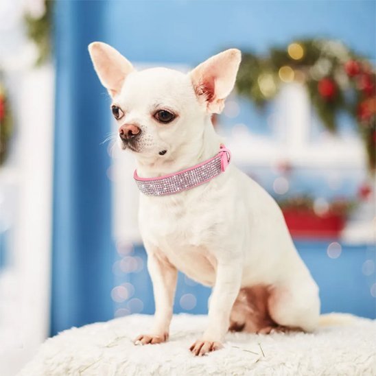 Collier chien | Le Bling Bling - Jamais sans mon chien