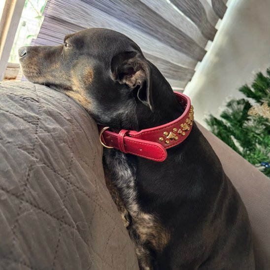 Collier chien | Studs - Jamais sans mon chien