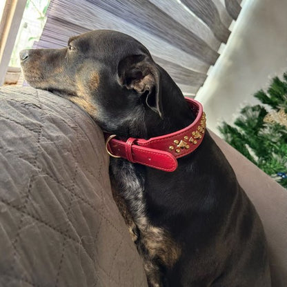 Collier chien | Studs - Jamais sans mon chien