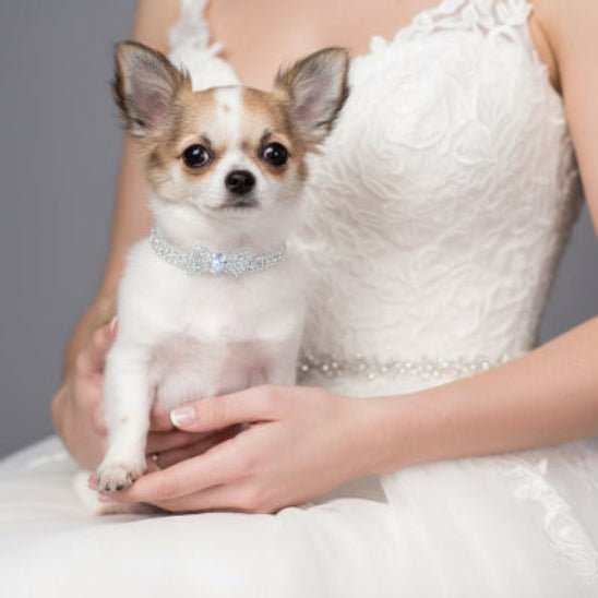 Collier chien | The Great Gatsby - Jamais sans mon chien