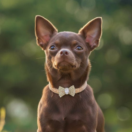 Collier chien | The Great Gatsby - Jamais sans mon chien