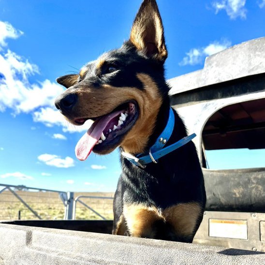 Collier chien | Simplicité Biothane - Jamais sans mon chien