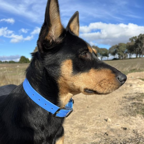 Collier chien | Simplicité Biothane - Jamais sans mon chien