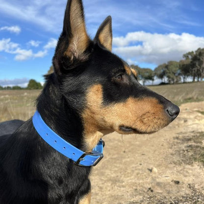 Collier chien | Simplicité Biothane - Jamais sans mon chien
