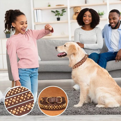 Collier chien | Studs - Jamais sans mon chien