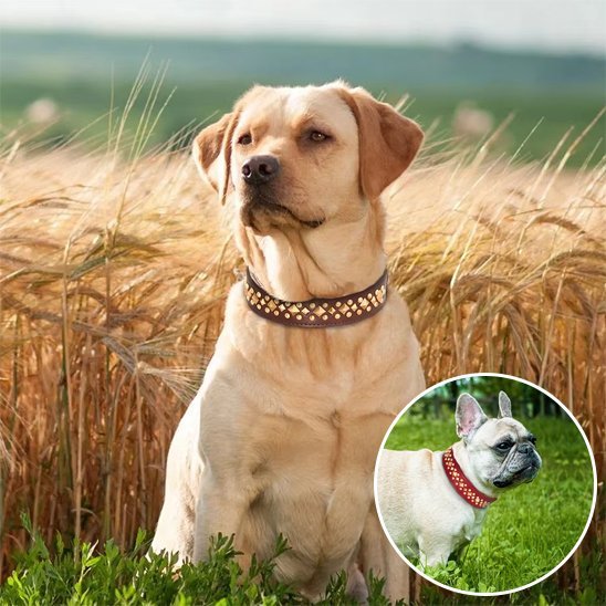 Collier chien | Studs - Jamais sans mon chien