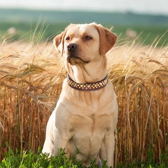 Collier chien | Studs - Jamais sans mon chien
