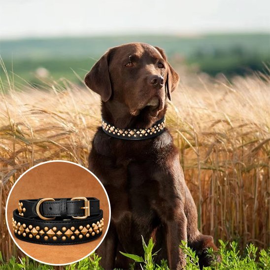 Collier chien | Studs - Jamais sans mon chien