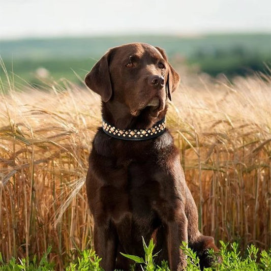 Collier chien | Studs - Jamais sans mon chien