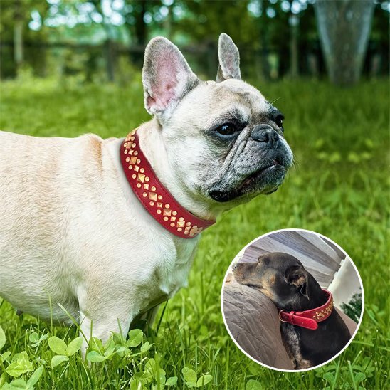 Collier chien | Studs - Jamais sans mon chien