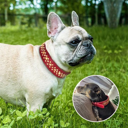 Collier chien | Studs - Jamais sans mon chien