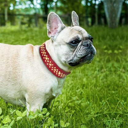 Collier chien | Studs - Jamais sans mon chien