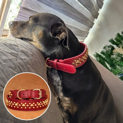 Collier chien | Studs - Jamais sans mon chien