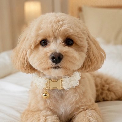 Collier Chien | Friselis_Blanc-Caniche