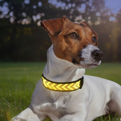 Collier lumineux chien | Message - Jamais sans mon chien