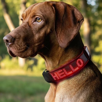 Collier lumineux chien | Message - Jamais sans mon chien