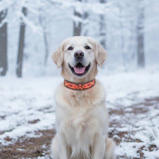 Collier lumineux chien | Message - Jamais sans mon chien