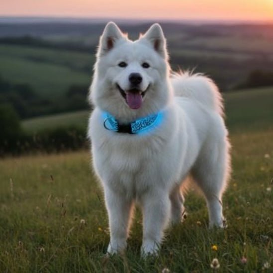 Collier lumineux pour Chien | Bright Night - Jamais sans mon chien