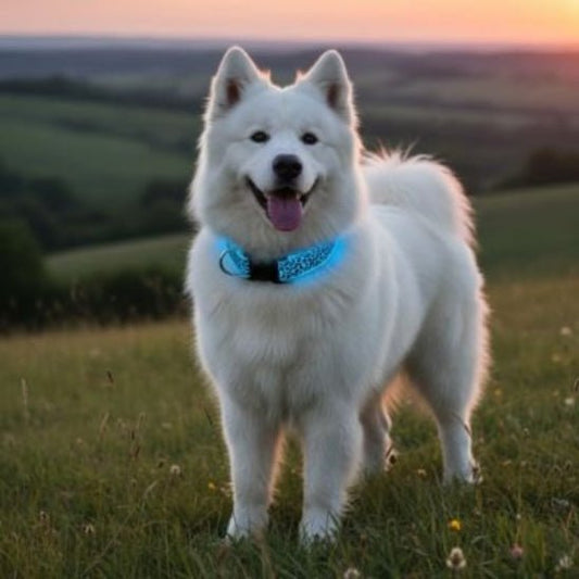 Collier lumineux pour Chien | Bright Night - Jamais sans mon chien