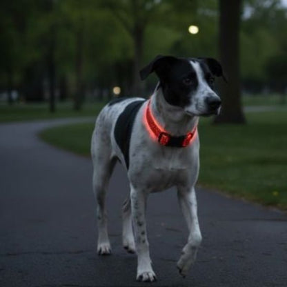 Collier lumineux pour Chien | Bright Night - Jamais sans mon chien