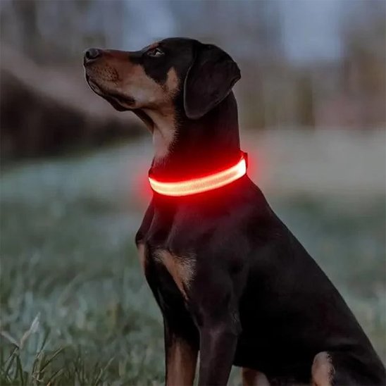 Collier lumineux pour chien | Saturne - Jamais sans mon chien