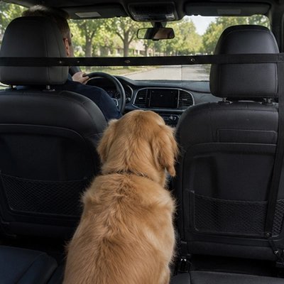 Filet chien voiture | Sécurité Maximale - Golden de dos