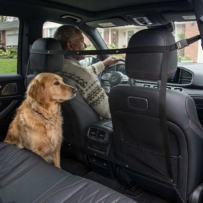 Filet chien voiture | Sécurité Maximale  - Golden de profil