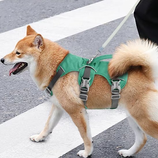 Harnais Chien | Les Trois Sangles - Jamais sans mon chien