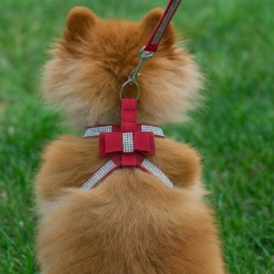 Harnais Chien | Bijou pour Toutou - Jamais sans mon chien