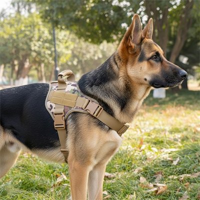 Harnais chien | Capitaine - Camo - Berger Allemand