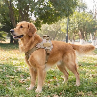 Harnais chien | Capitaine - Camo - Golden