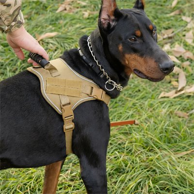 Harnais chien | Capitaine - Jaune - Doberman
