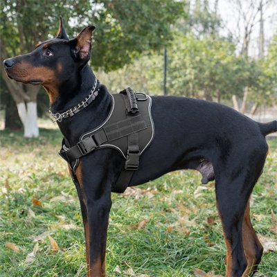 Harnais chien | Capitaine - Noir Doberman 2