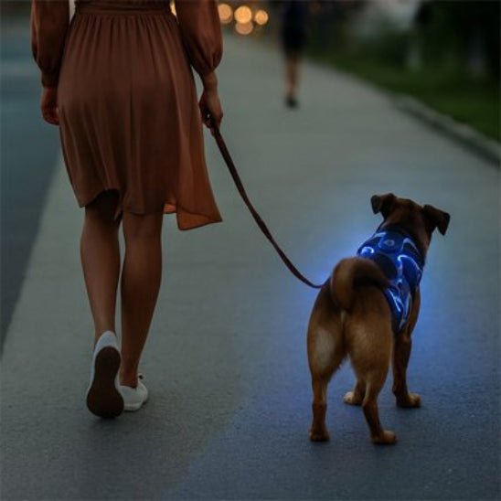 Harnais chien | Lumineux - Jamais sans mon chien