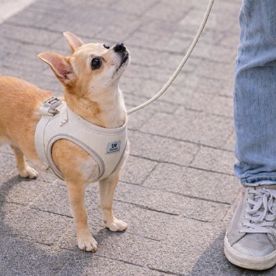Harnais Chiot | Tom Sawer - Beige- Chihuahua