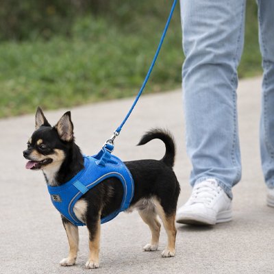 Harnais Chiot | Tom Sawer - Bleu - Chihuahua