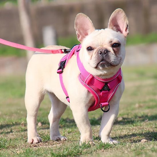 Harnais pour chien | Good Girl - Jamais sans mon chien