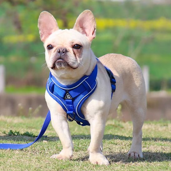 Harnais pour chien | My Good Boy - Jamais sans mon chien
