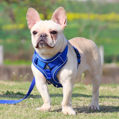Harnais pour chien | My Good Boy - Jamais sans mon chien