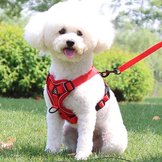 Harnais pour chien | My Good Boy - Jamais sans mon chien