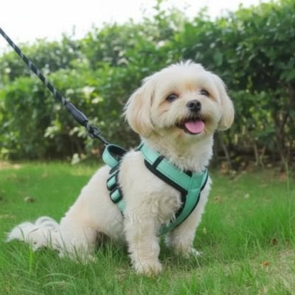 Harnais pour petit Chien | Bretelles - Jamais sans mon chien
