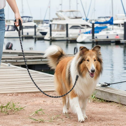 Laisse Double pour Chien | Seul ou en Couple - Jamais sans mon chien