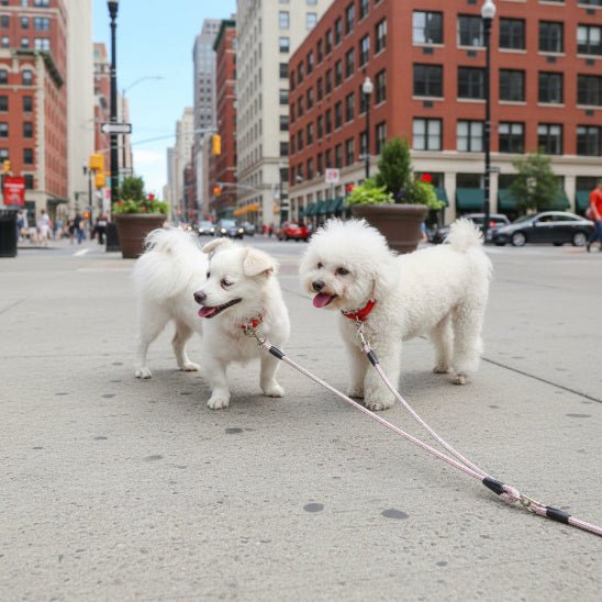 Laisse double pour chien | Twins - Jamais sans mon chien