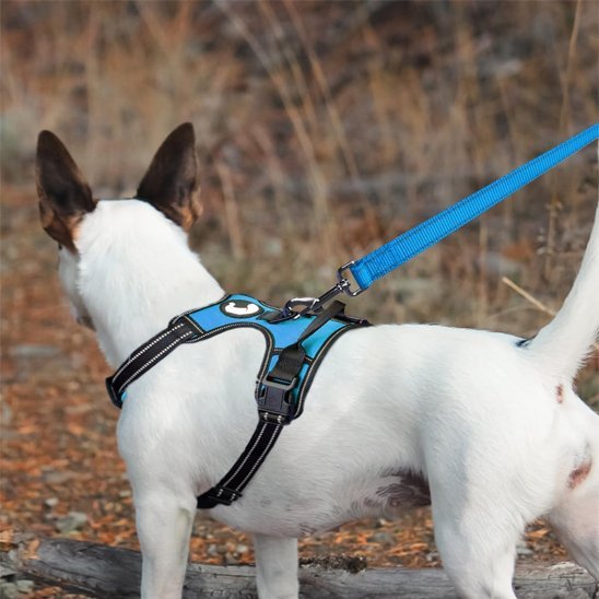 Laisse pour Chien | Bright Light - Jamais sans mon chien