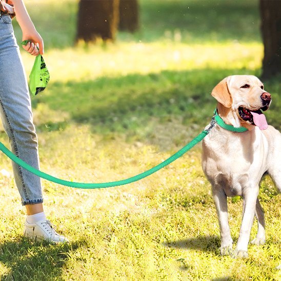 Laisse pour Chien | Bright Light - Jamais sans mon chien