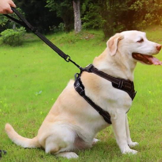 Laisse pour Chien | Côte à Côte - Jamais sans mon chien