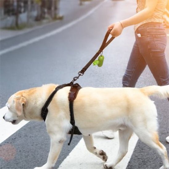 Laisse pour Chien | Côte à Côte - Jamais sans mon chien